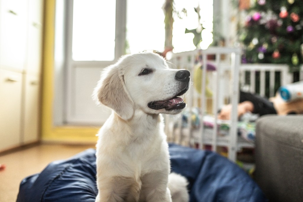 Creating a Comfortable Space in Your New Puppy's Home