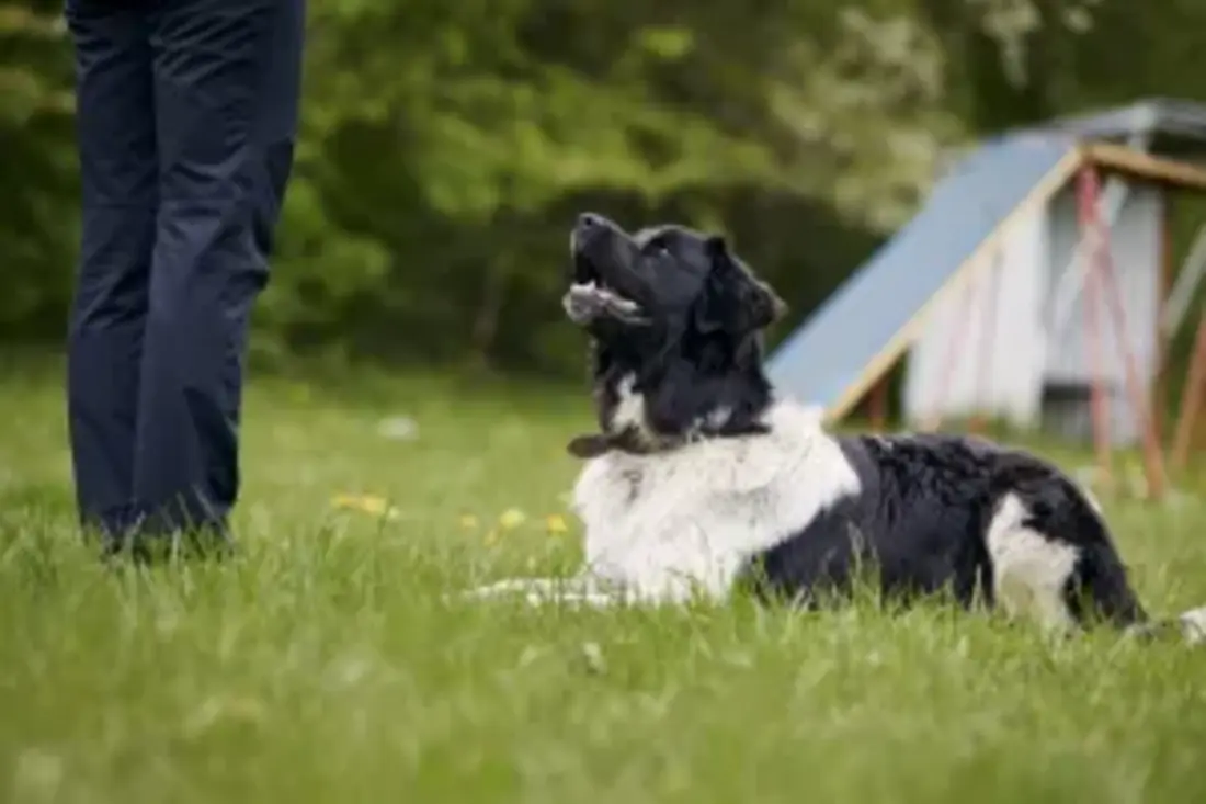 The Best Dog Training Equipment to Start With (And What to Skip)